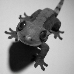 Gecko
