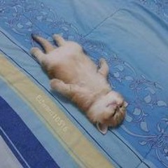 Zen Carlvin