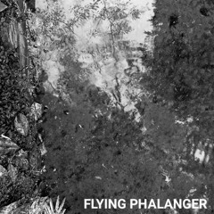 Flying Phalanger