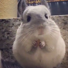 24102