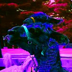 a surreal dream
