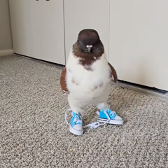 DDXH
