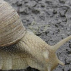 gary thesnail