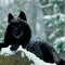 Stalker[]wolf^^