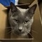 Bartleby