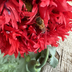 HoneyBliss