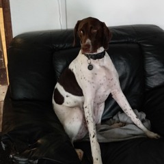 famliycomesfirstRottweilertrex