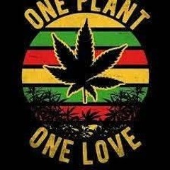 Rastaingui77
