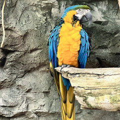 jay