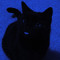 Cat_lazar
