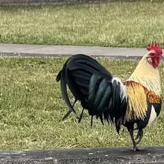 Sie Luo Tolu on kosrae