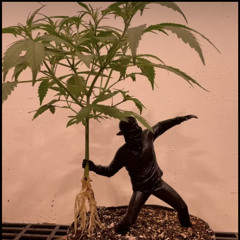superfly gardner