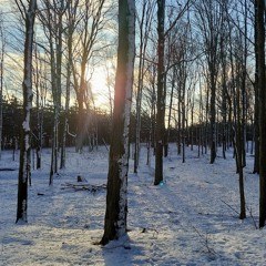 A Walk in the Woods