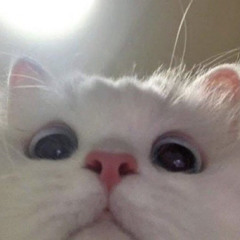meow