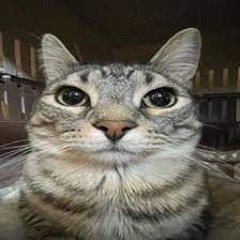 MORNINGSTAR - SAARAL UTAA