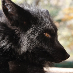 kitsune