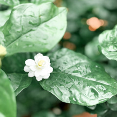 Copy of Chân Pháp - Sự Thật Nguyên Gốc