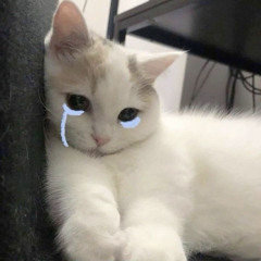 애기