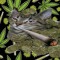 butlaX_Xlean_mgk_XxX420