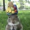 monkeymafia