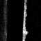 Tritone Zub
