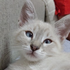 Sofia