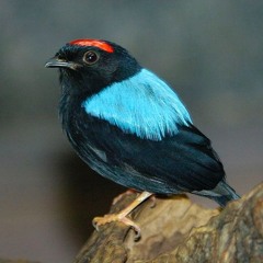 MANAKIN