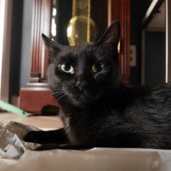 Yul Martin Vizcaino