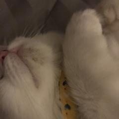 Pin Pin