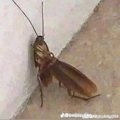 roachsucc