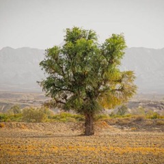 Ali Bakhtiar