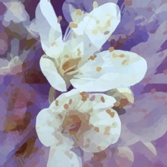 Sloe Blossom