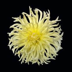Haloine