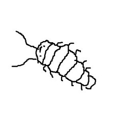 Panerola