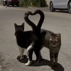 ♡ ⋆⁺₊⋆ ☾⋆⁺₊⋆ ♡̷̷̷ ⋆⁺₊⋆ ☾⋆⁺₊⋆