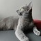 Ahmed_Zihan_Raheed
