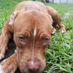 Rener & Letícia ..!$@