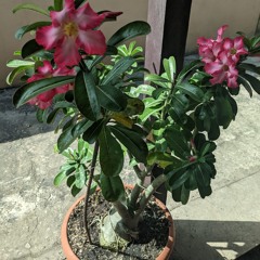 Yaritza Blanco