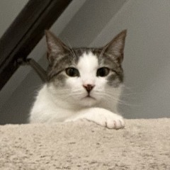 🔥⛽️🔥       🔥🐈🔥