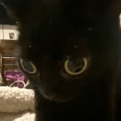 CATexplode