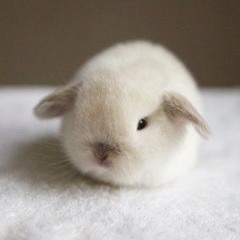 WinkoftheRabbit*