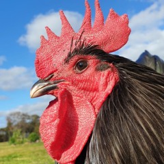 RareChook