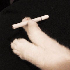 bánh mì pate (i will never back)