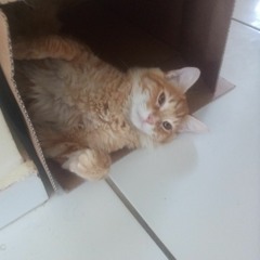 livercat