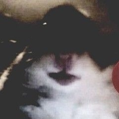 Mr. Niko