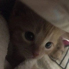 bub