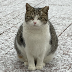 하고싶은게많은