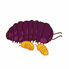 armadillidiumvulgare