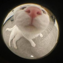 just a cat