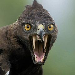 Changez Baloch
